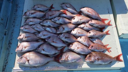 はらまる 釣果