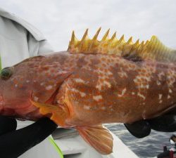 兼六丸 釣果