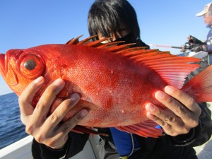 兼六丸 釣果