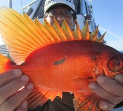 兼六丸 釣果