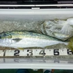 火遠理丸（ほおりまる） 釣果