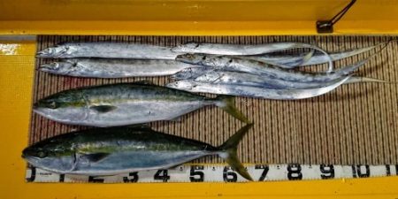 火遠理丸（ほおりまる） 釣果