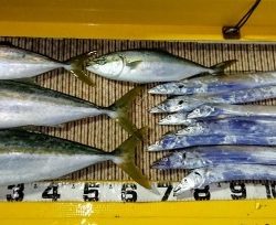 火遠理丸（ほおりまる） 釣果