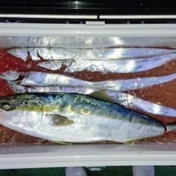 火遠理丸（ほおりまる） 釣果