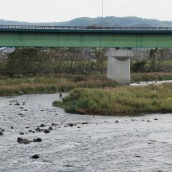 狩野川（狩野川漁業協同組合） 釣果