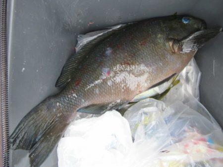 濱田渡船 釣果