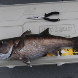 へいみつ丸 釣果