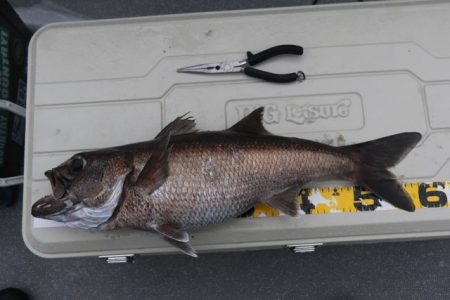 へいみつ丸 釣果