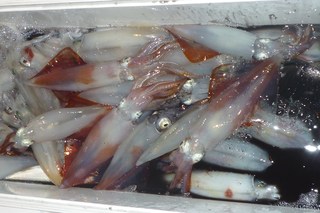 松福丸 釣果