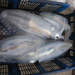 小海途 釣果