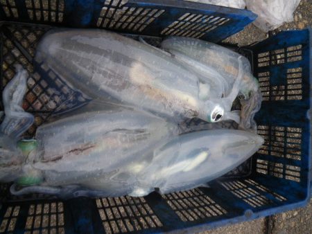 小海途 釣果