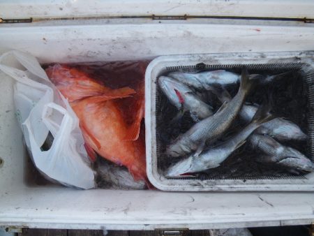 小海途 釣果