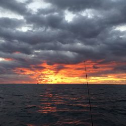 松鶴丸 釣果