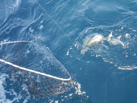 松鶴丸 釣果