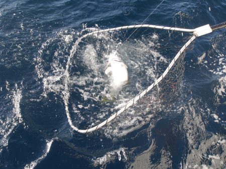 松鶴丸 釣果