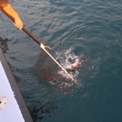 松鶴丸 釣果