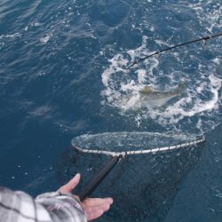 松鶴丸 釣果