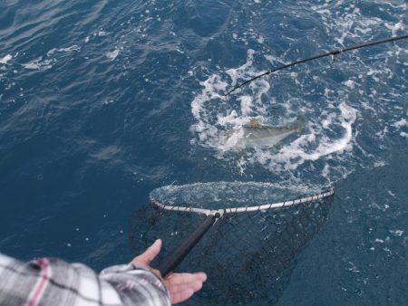 松鶴丸 釣果