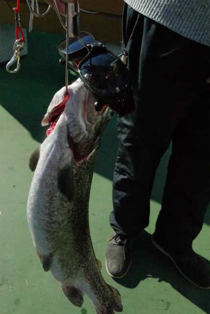 としまえんフィッシングエリア 釣果