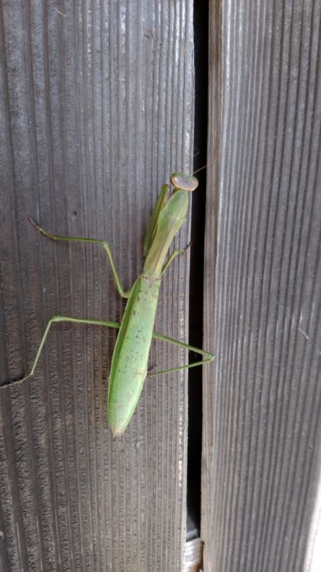 富士丸 釣果