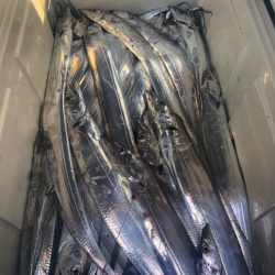 ぽん助丸 釣果