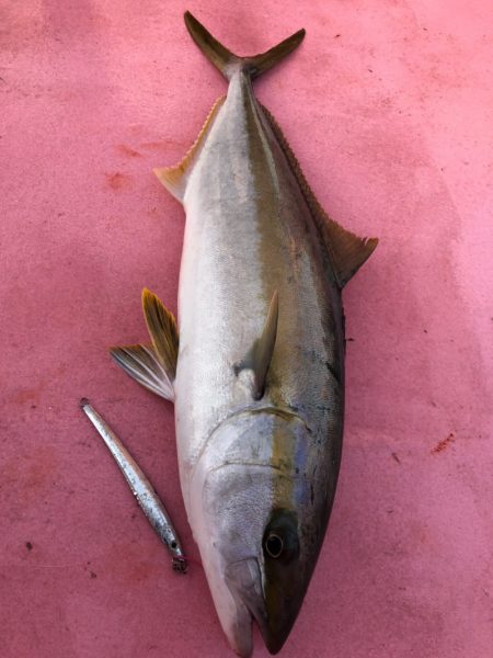 山正丸 釣果