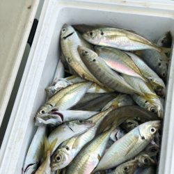 丸万釣船 釣果