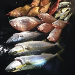 光生丸 釣果