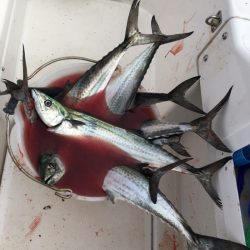 うさぎ丸 釣果