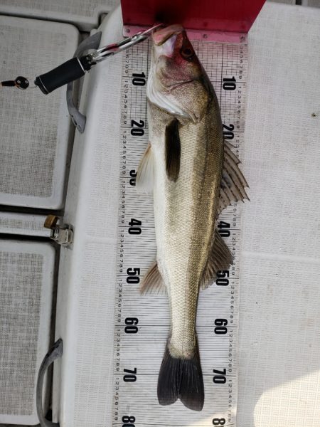 海龍丸（島根） 釣果