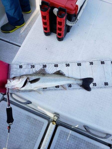 海龍丸（島根） 釣果