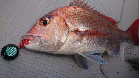 だて丸 釣果