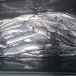 丸万釣船 釣果