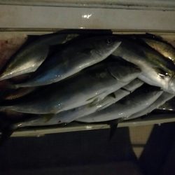 bay style 釣果