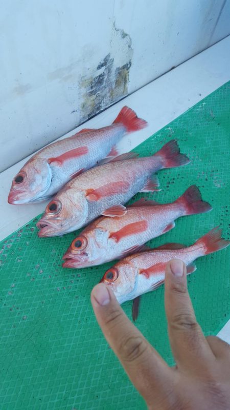 もと明丸 釣果