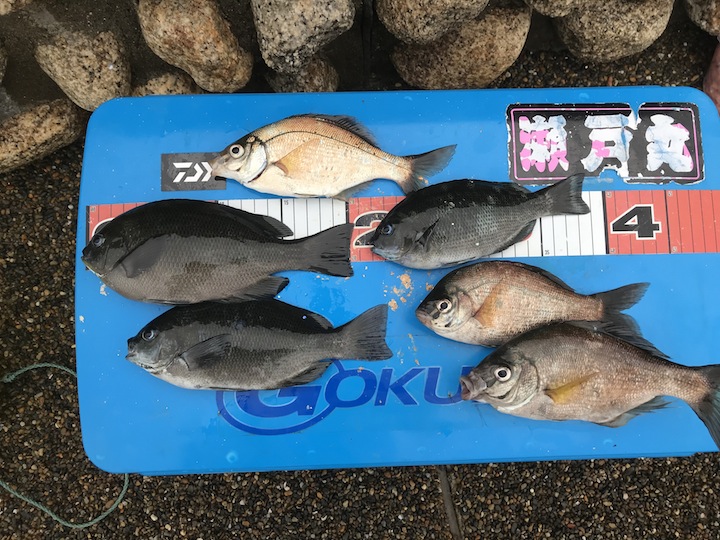 フカセ釣りin千葉県富浦港