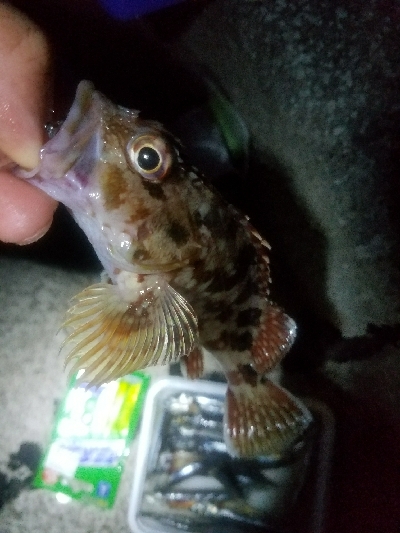 あなご釣り　～トツカは居ず～