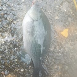 グレ釣り　～良く釣れた♪アジも出た♪～