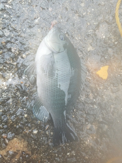 グレ釣り　～良く釣れた♪アジも出た♪～