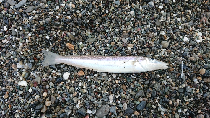 花海道サーフにて