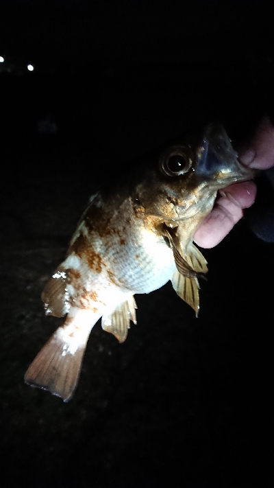 小島養漁場にて