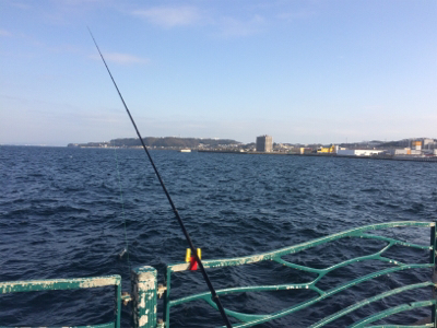 可能性の釣り in 横須賀