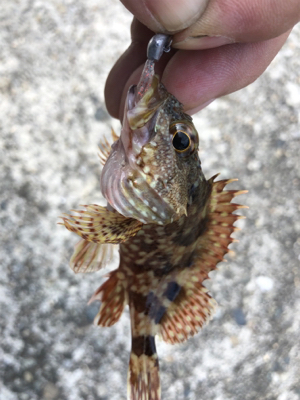 魚種たくさん