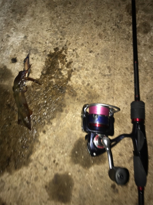 飾磨港でリベンジ ヒイカ釣り(^^)