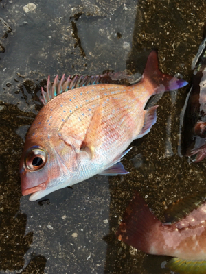 探り釣り