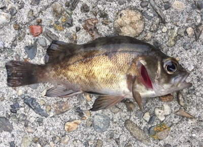 釣り納めで、メバル釣れた