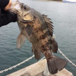 サビキで五目釣り