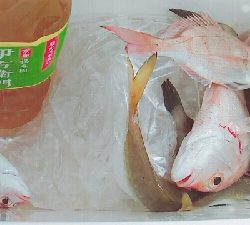 宮津湾内にて船釣り