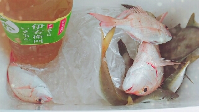 宮津湾内にて船釣り