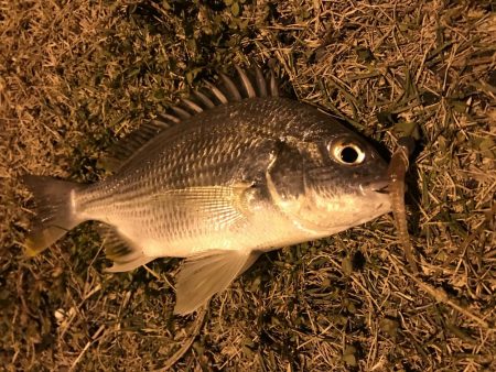 初チヌ 宮崎 内海港 アジング キビレ 陸っぱり 釣り 魚釣り 釣果情報サイト カンパリ